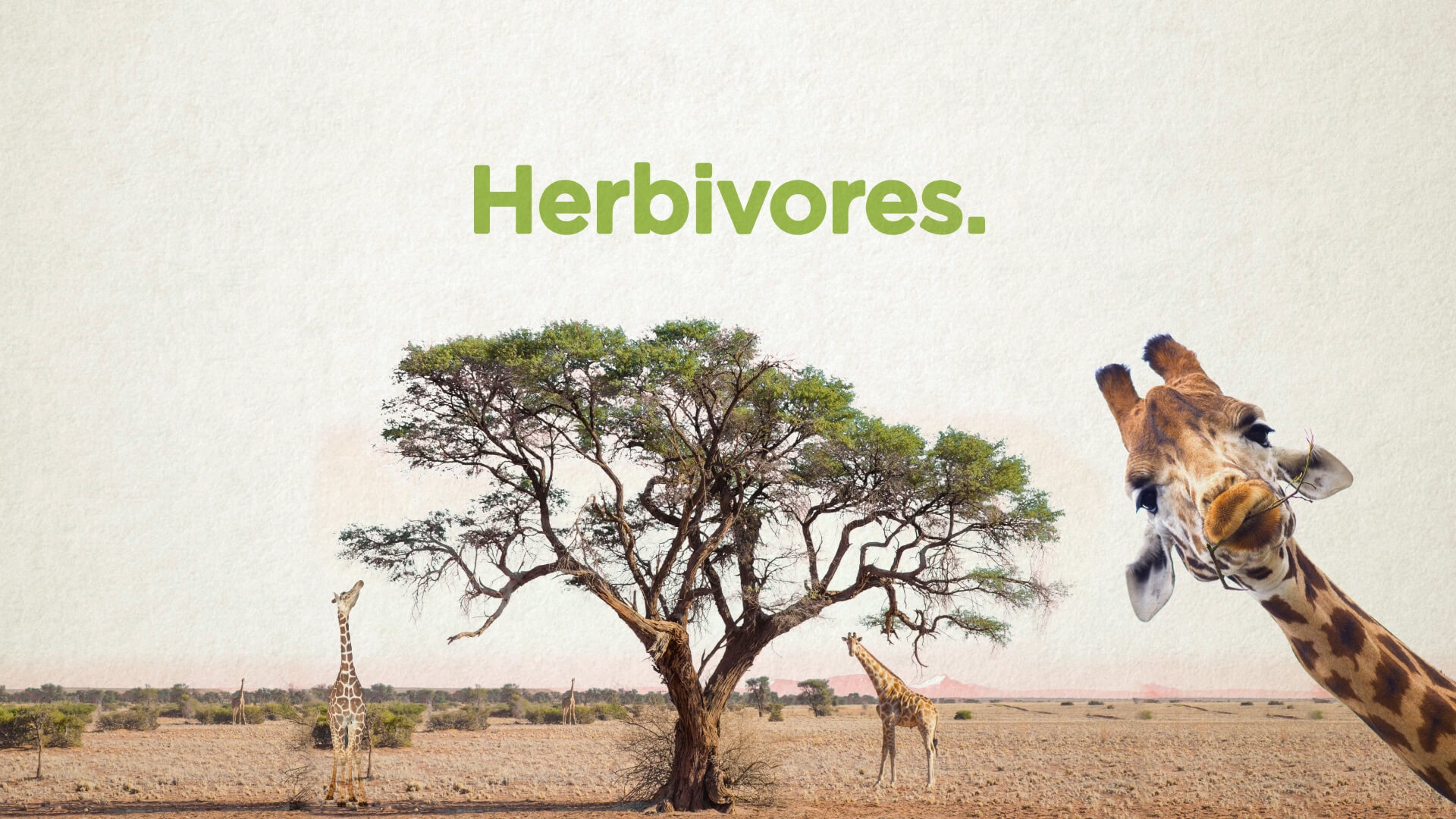 giraffe with text saying herbivores