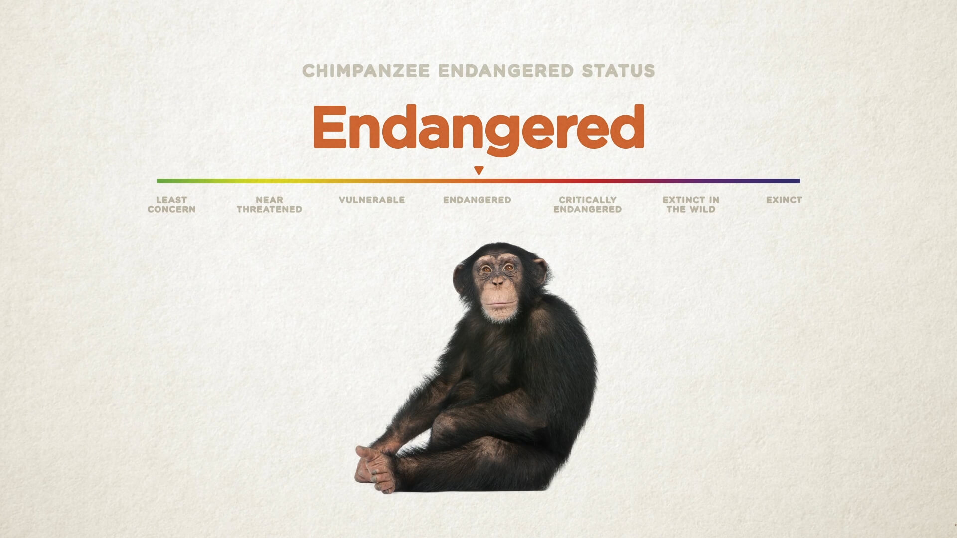 chimp showing on a scale as endangered