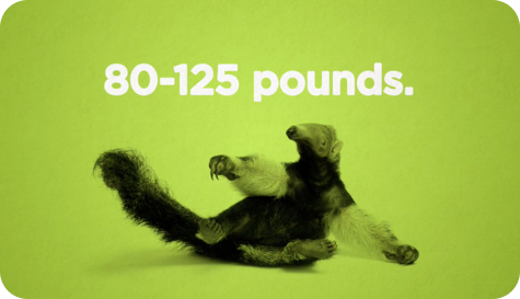 anteater with text saying 80-125 pounds