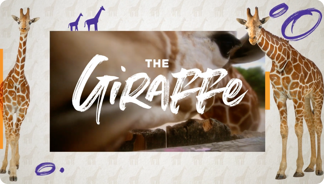 the giraffe graphic