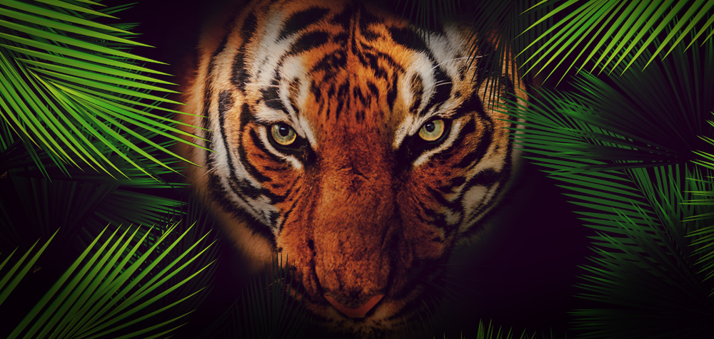 [Press Release] Designsensory Adds Zoo Knoxville, Champion Physical Therapy to Client Portfolio