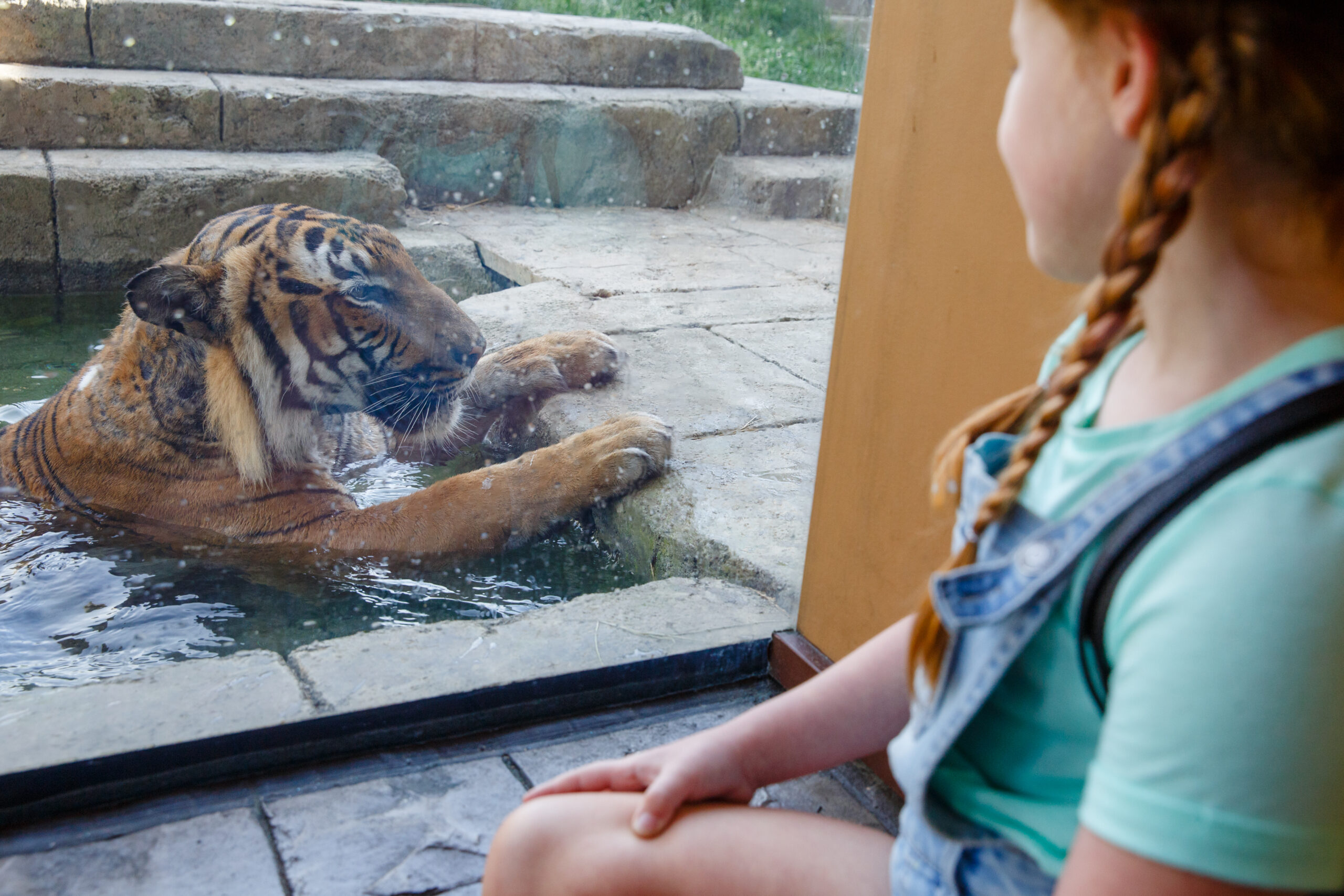 girl watching tigers