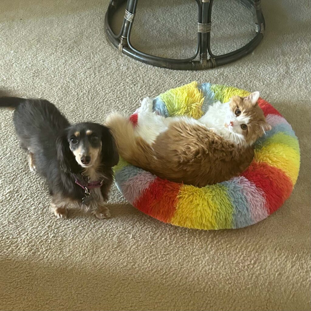 Allie's dog Maggie and cat Tito