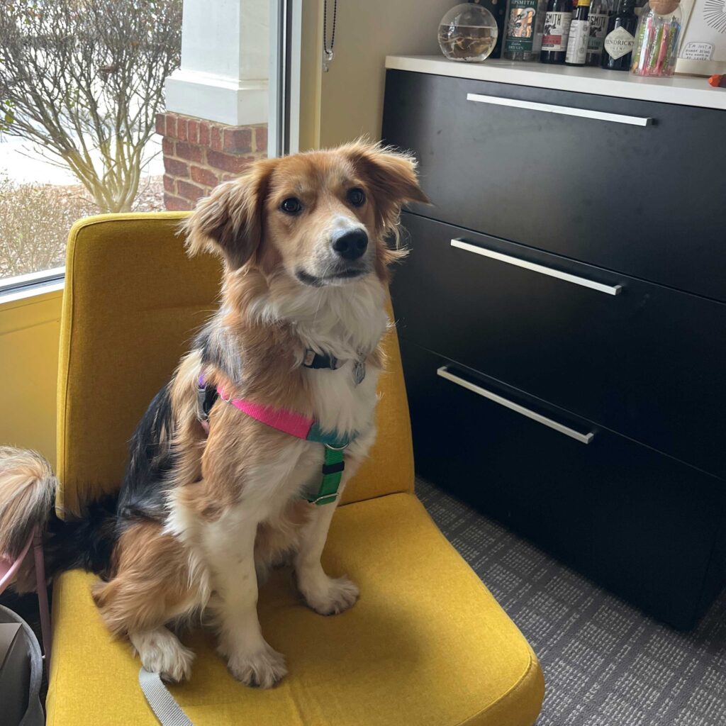 Caroline Cleveland's dog Posey sitting in a yellow chair