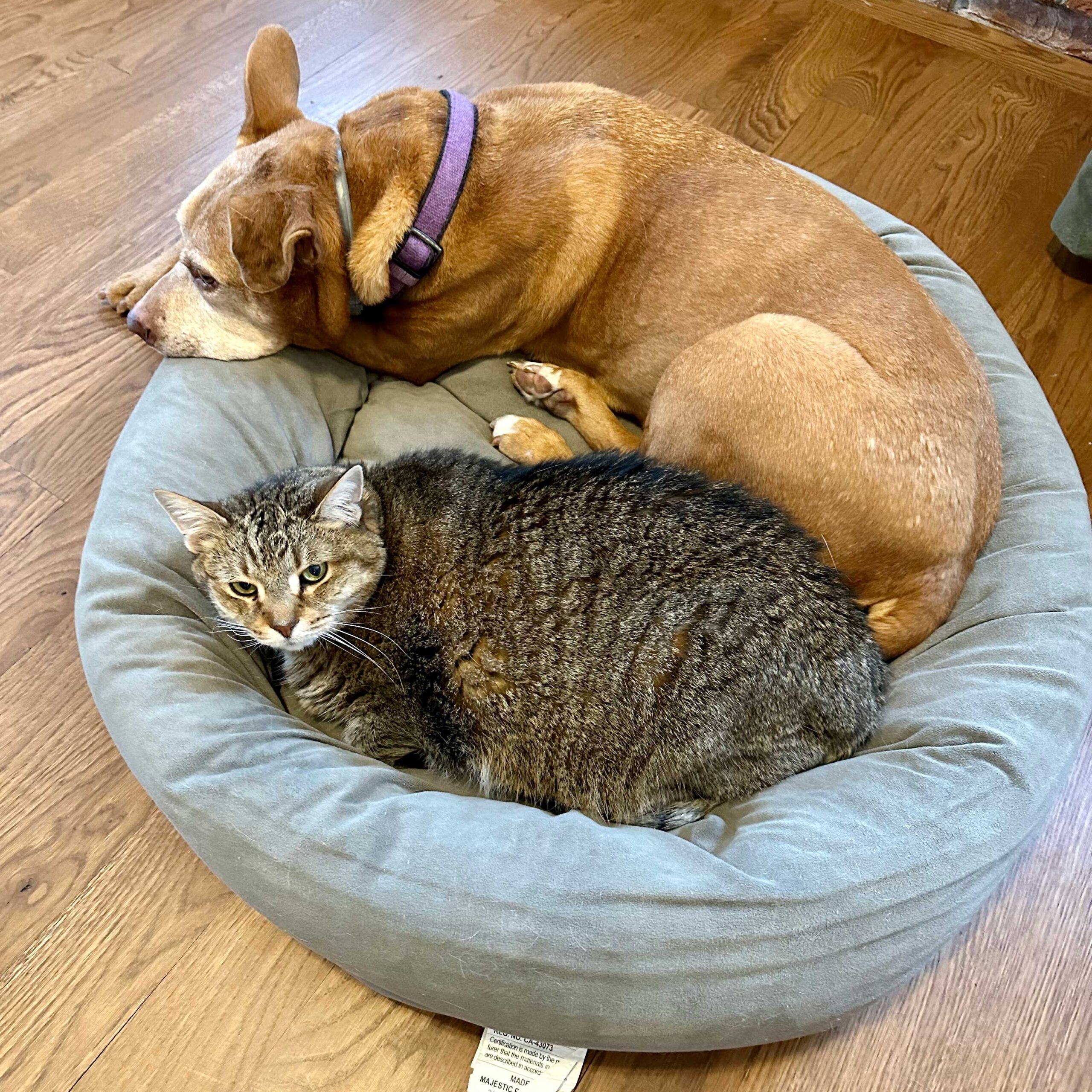 Courtney Borgers' cat Luna and dog Hildy, curled up on the same bed