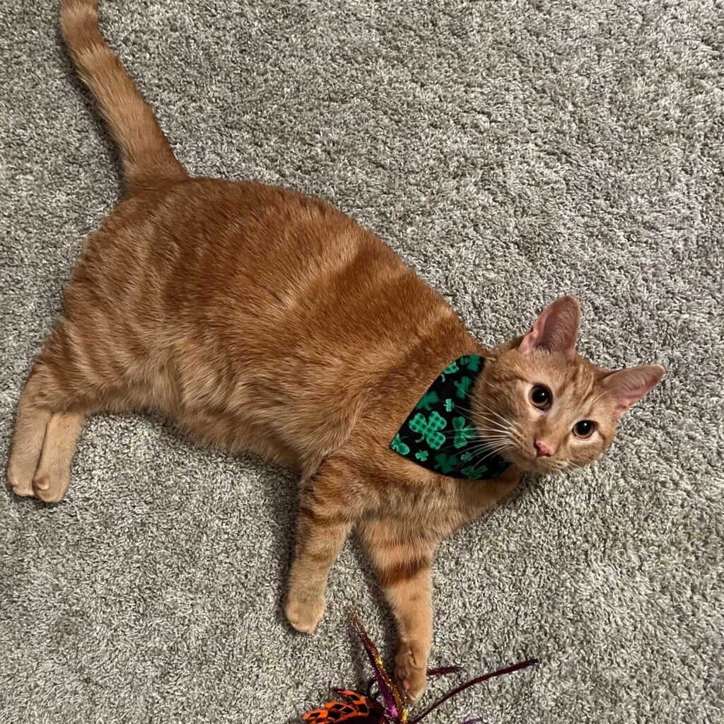 Courtney Francis' cat Banjo, playing with a toy