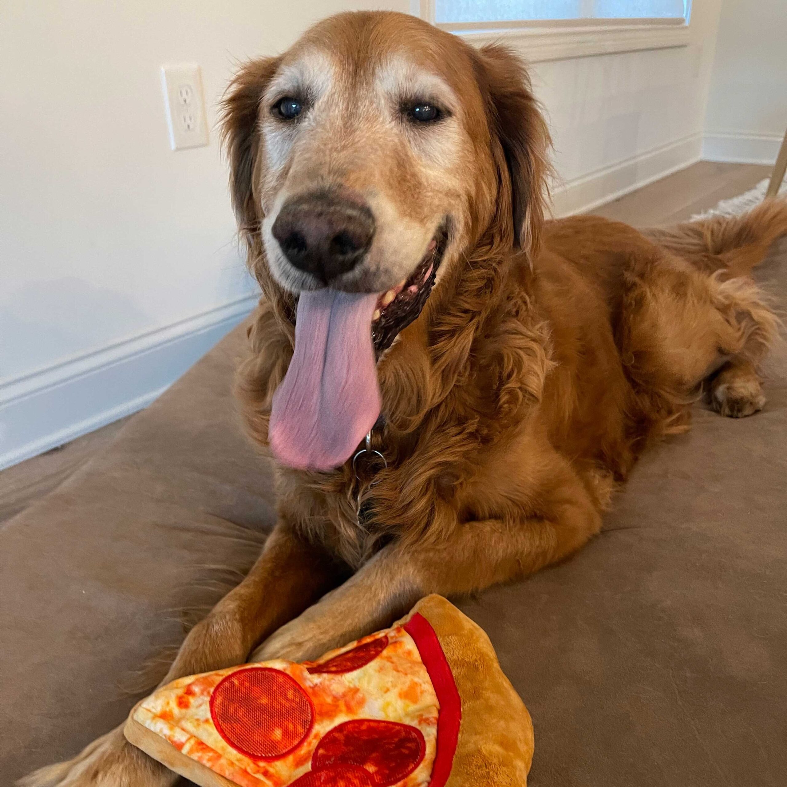Jenna's dog Queso, playing with a pizza toy