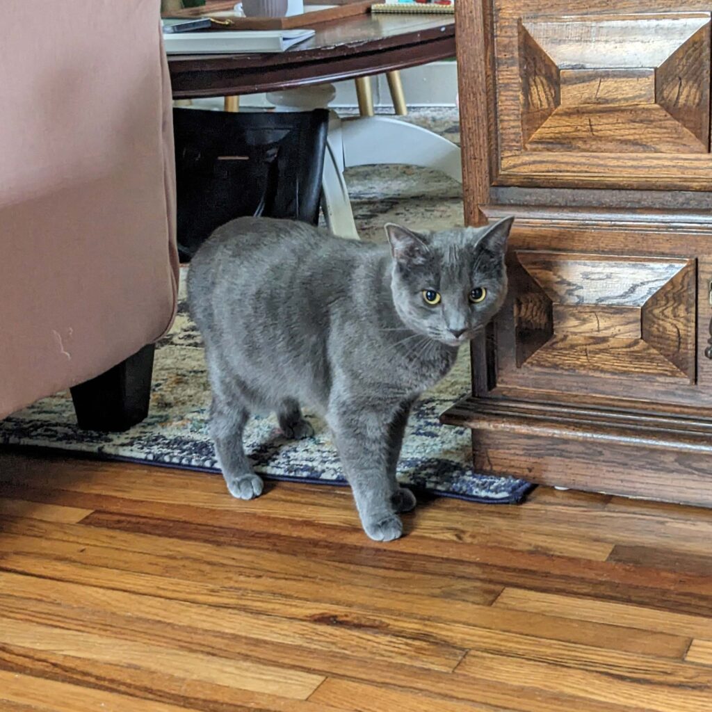 Kandyn's small gray cat, Betty