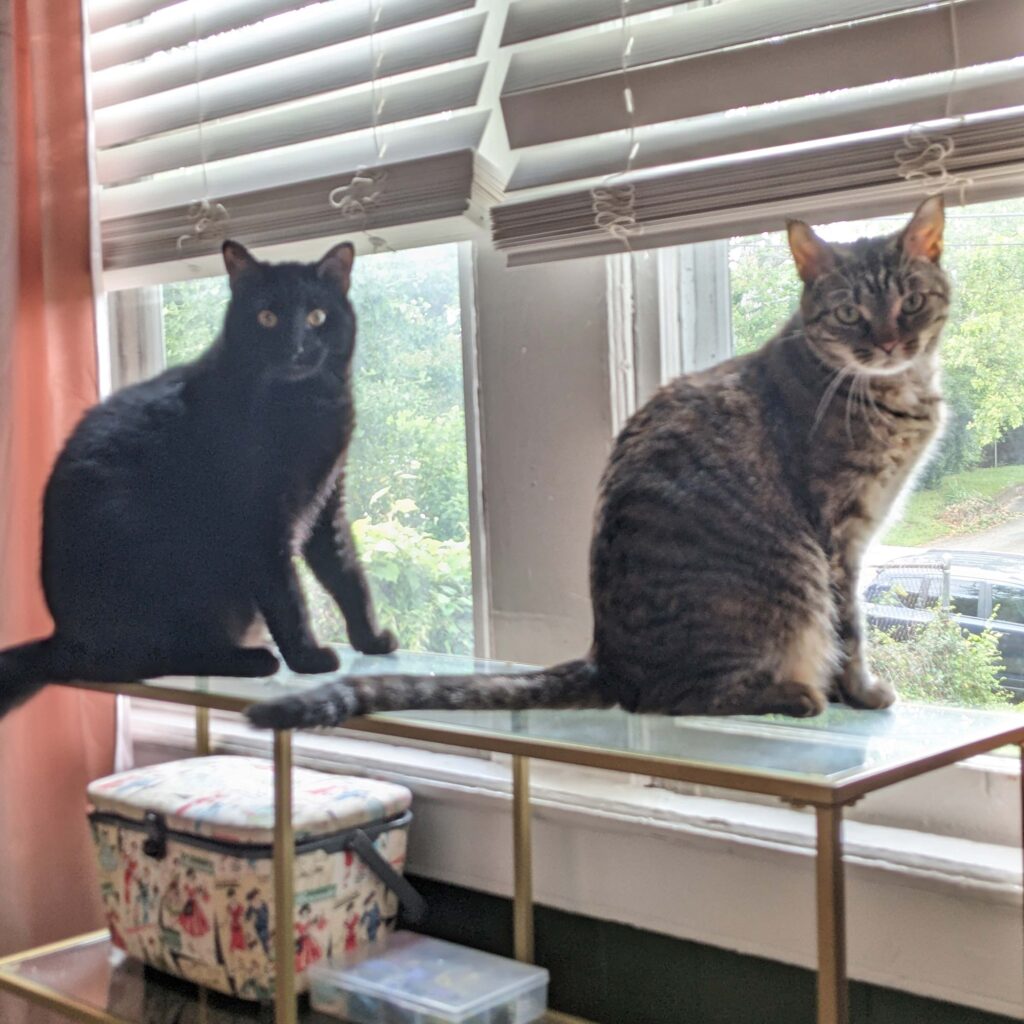 Kandyn's cats James and Junie sitting by a window
