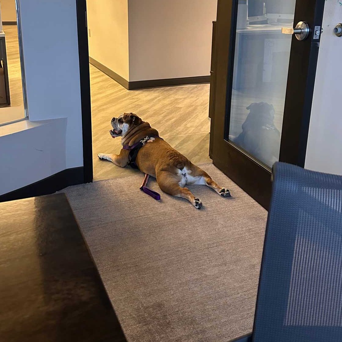 Kate's dog Pippa lying on the floor at the office