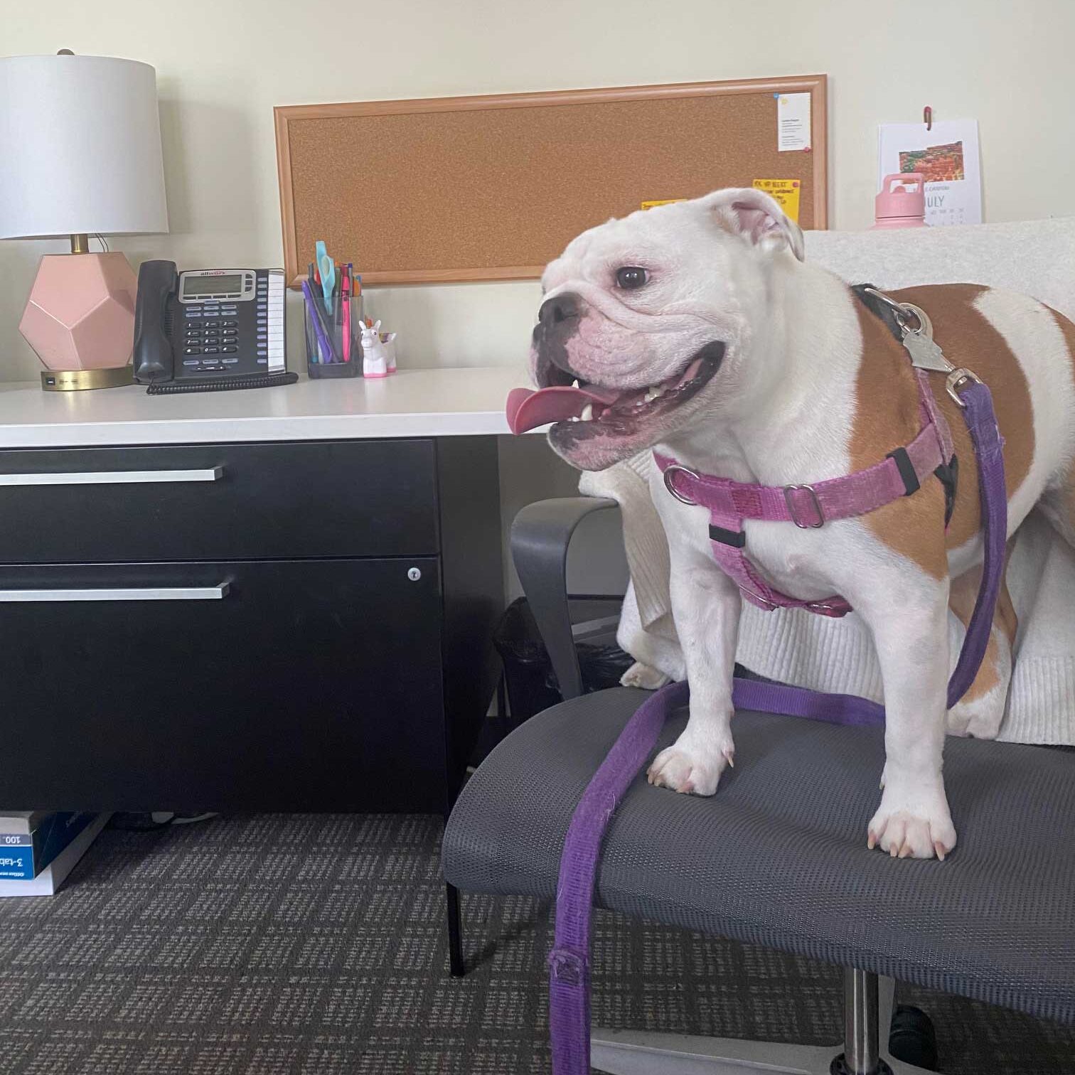 Kate's dog Sailor sitting on a chair at the office