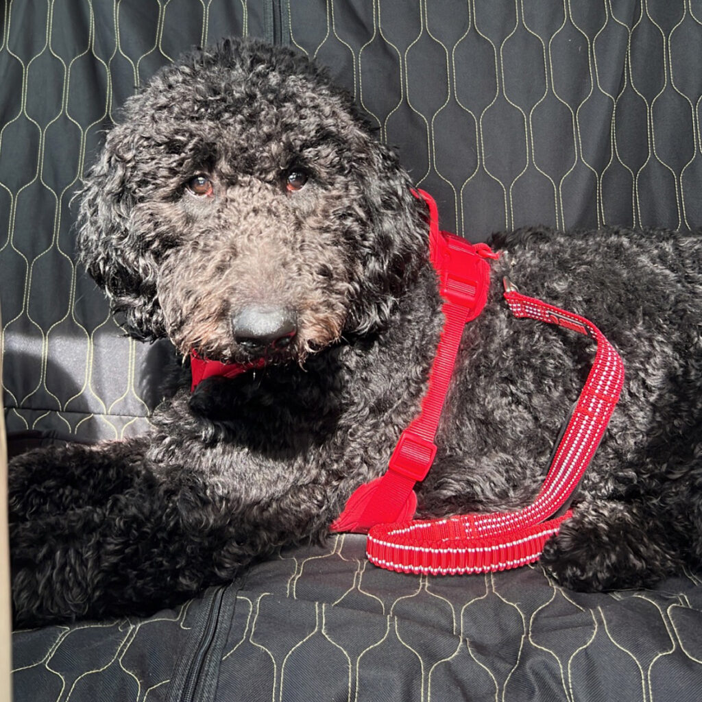Lindsay's dog Jack sitting in the car