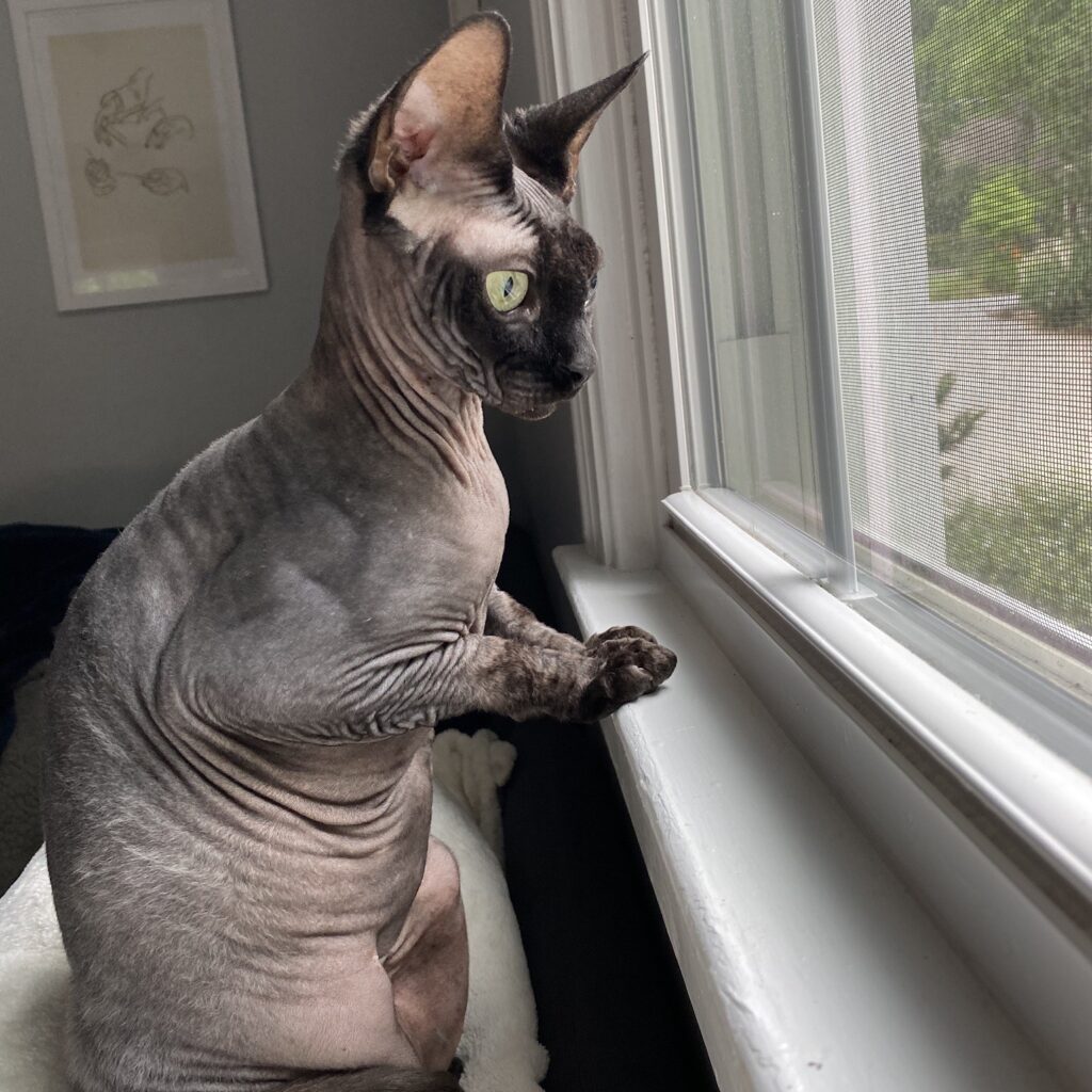 Luna, Madelyn's hairless cat, looking out a window