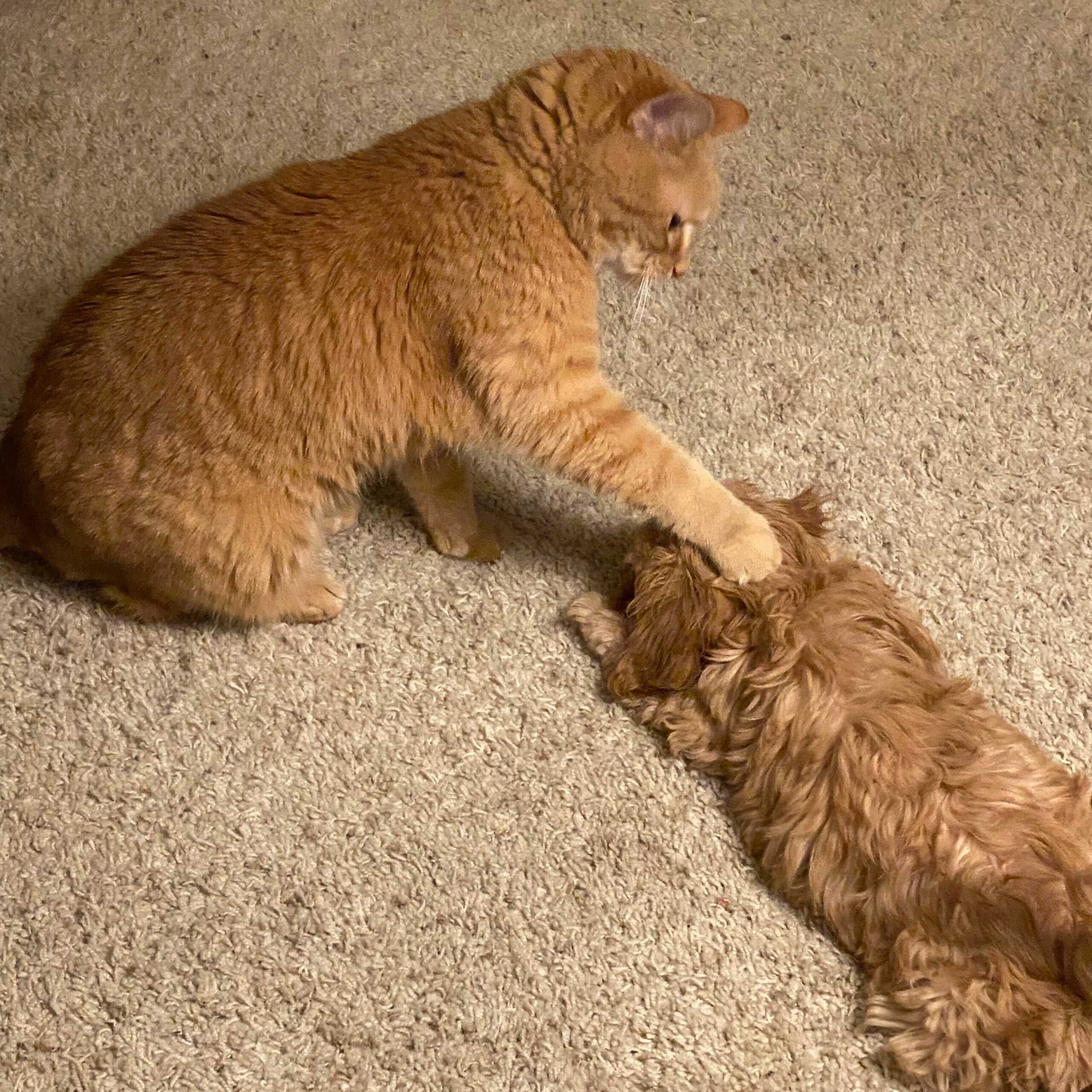Oliver, Mary's cat, placing a paw on Ruby's head