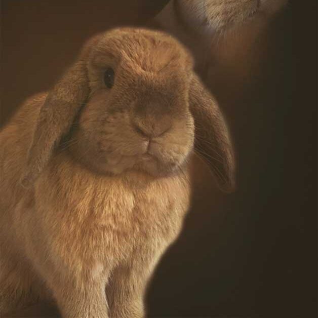 a glamorous photo of Tuyen's bunny Day-Z