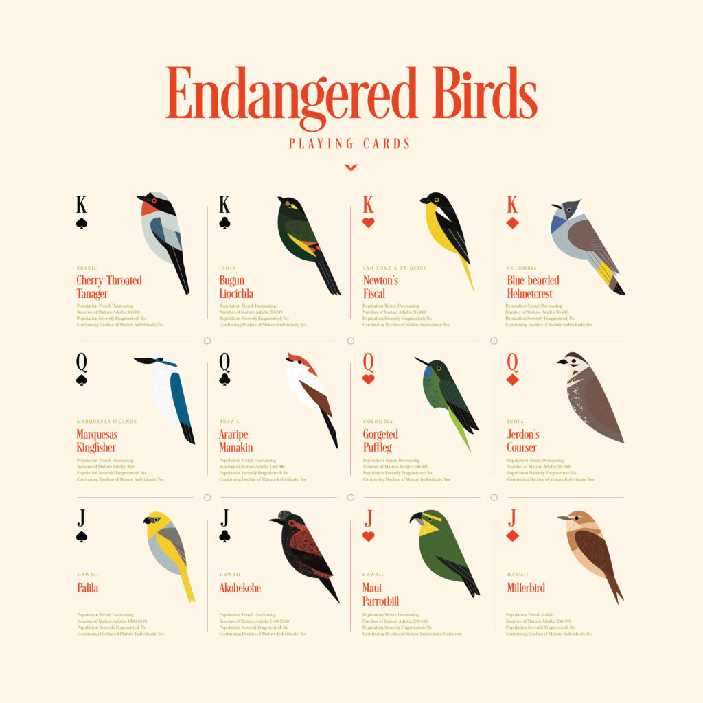 Design showing all birds featured on the cards