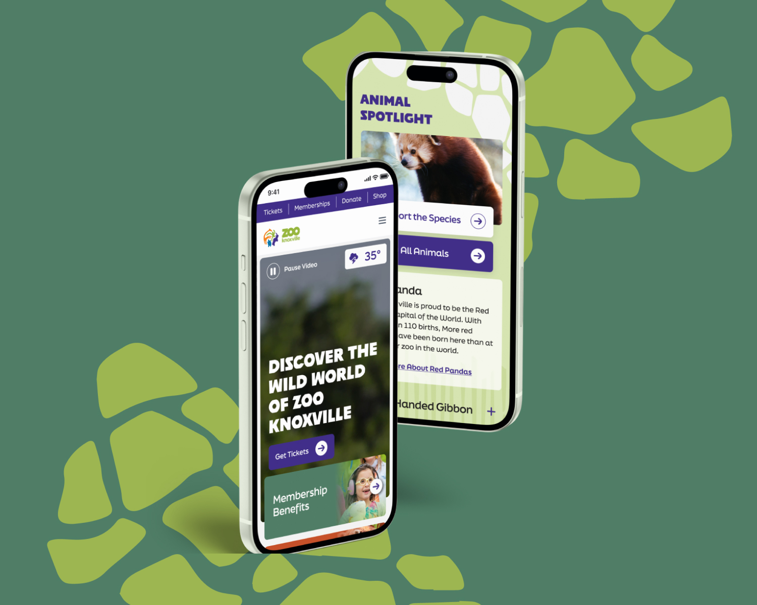 Two mobile phones showing the Zoo Knoxville website.